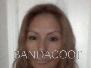 BANDACOOT