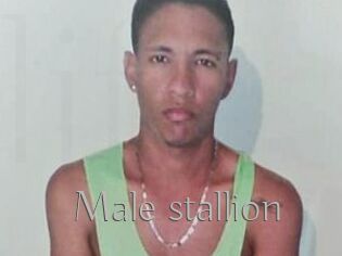 Male_stallion